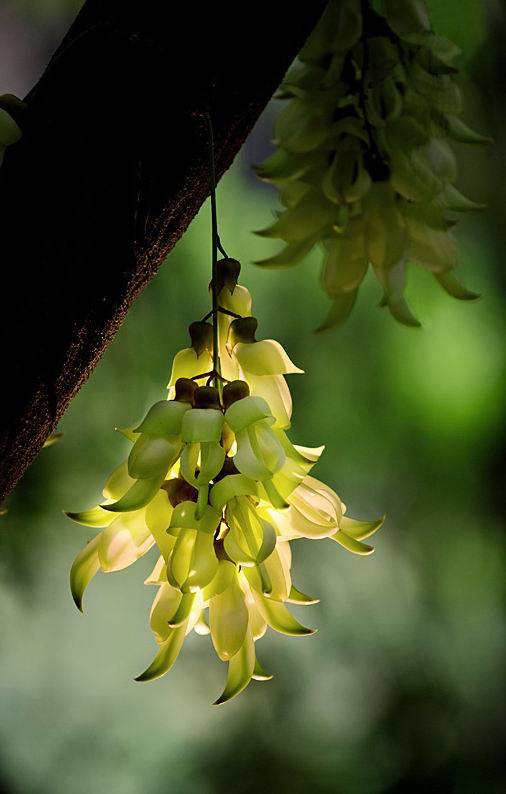 禾雀花（Mucuna birdwoodiana），又叫雀儿花。通常有白花油麻藤，花白色；美叶油麻藤，花紫色；常绿油麻藤，花深紫色等几种，为蝶形花科油麻藤属木质藤本植物。三出复叶互生，新叶嫩绿色，老叶灰绿色；嫩枝褐色或绿色，柔软细长；老枝表皮龟裂，间有红褐色纵向条纹，红褐色条纹脱落后留下黑色点关状横向条纹。开花的时候呈现出一簇一簇而且是串状的花穗来，直接生长在那藤蔓上。禾雀花的形状好像是雀鸟的形状，十分生动可爱，吊挂成串的时候就好像是禾雀群飞舞。所以禾雀花的花语是：欢快、快乐，脱俗的爱。