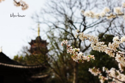 鸡鸣寺樱花！~