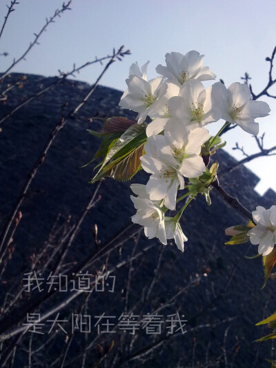 梨花还是山荆子，不确定