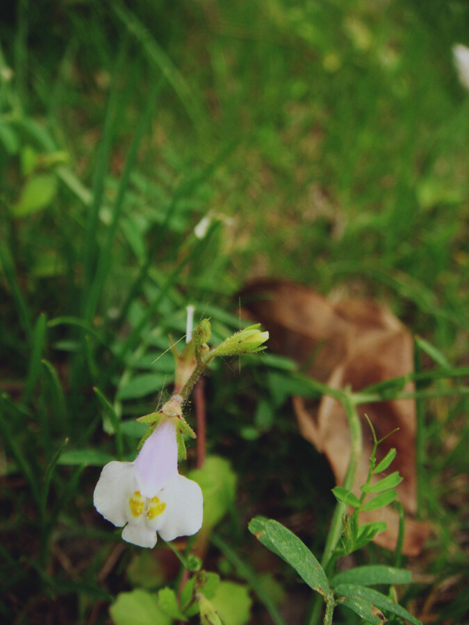 涌泉草