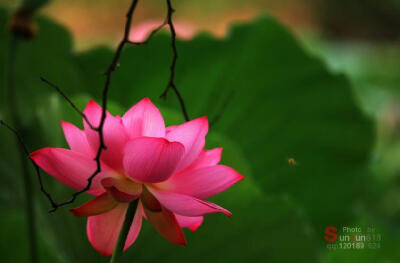 红藕香残玉簟秋， 轻解罗裳，独上兰舟。云中谁寄锦书来？雁字回时，月满西楼。花自飘零水自流。 一种相思，两处闲愁。此情无计可消除，才下眉头，却上心头。