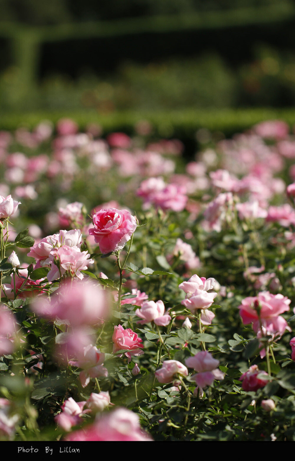 花丛- 堆糖,美图壁纸兴趣社区
