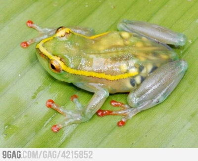 Just a transparent pregnant frog