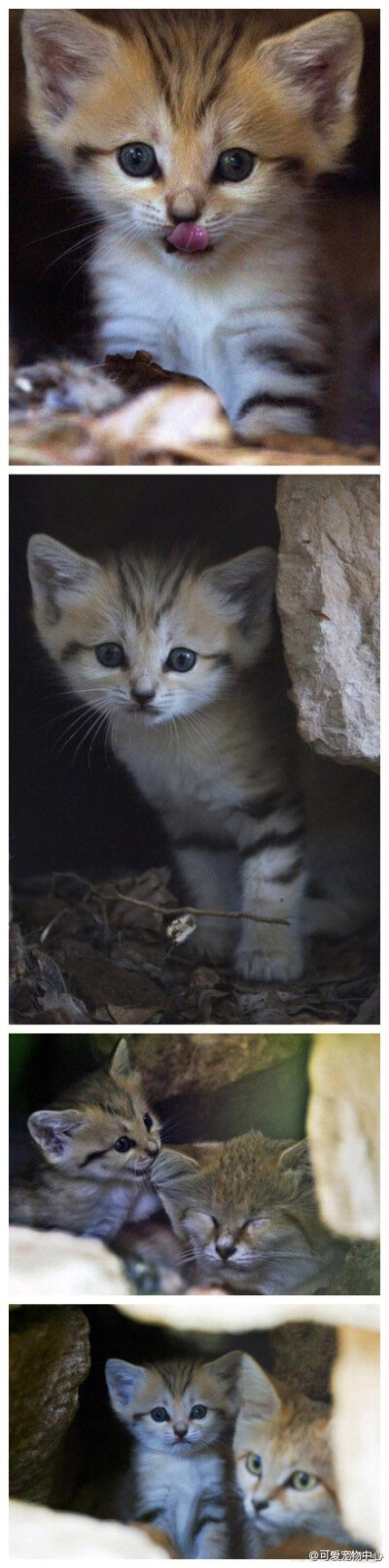 以色列野生动物园诞生一只珍稀沙猫，沙猫是世界自然保护联盟认定的濒危物种。曾在以色列沙漠地带广泛分布，现在已没有野生种群。图中三周大的喵宝宝，太卡哇伊了！