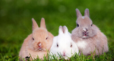 三只坐在草地上的兔子
