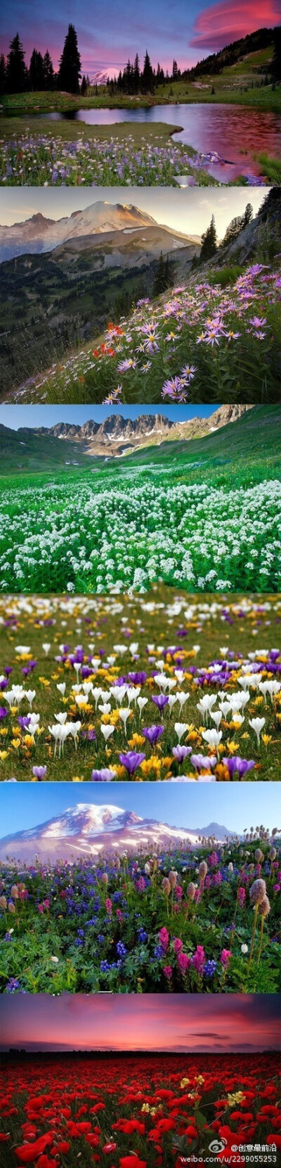 【花海】这个世界的美丽超出你的想象！