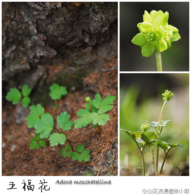 五福花，五福花科，五福花属。讨喜的名字，铺在林下地面，常常成群生长。五福花的特异之处在于，花序顶端的小花花被4裂，而侧面的小花花被则是5裂的。在小龙门林场、百花山、白草畔都可以见到五福花，较高海拔处，花期能延续到六月哟～（北京野花№060，5月13日，摄影@天冬 ）