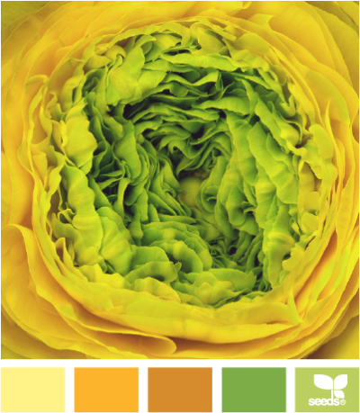 ranunculus brights