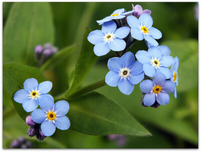 勿忘我（学名：Myosotis sylvatica），又名勿忘草，是紫草科勿忘草属的植物。同时，它也是一种喜阳耐荫并应避免直射阳光的植物。其根系非常广阔。共有50种个品种属。春季时，它们拥有蔓延茎及互生叶，会开出花瓣平展…