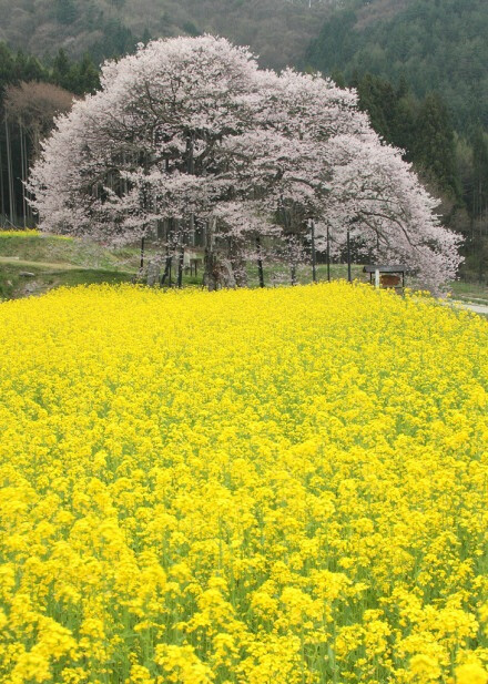 樱花与油菜花