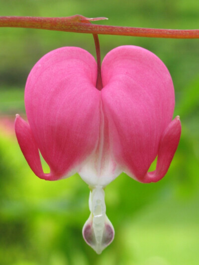 【我是{彩}花大盗】Dicentra spectabilis 荷包牡丹.