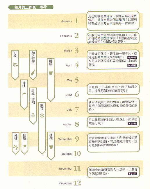 薄荷栽培