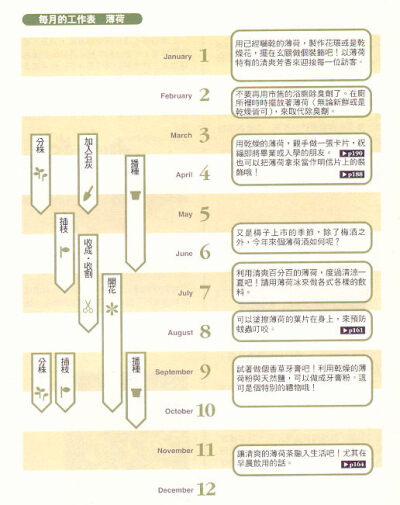 薄荷栽培