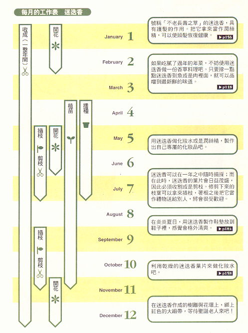 迷迭香栽培