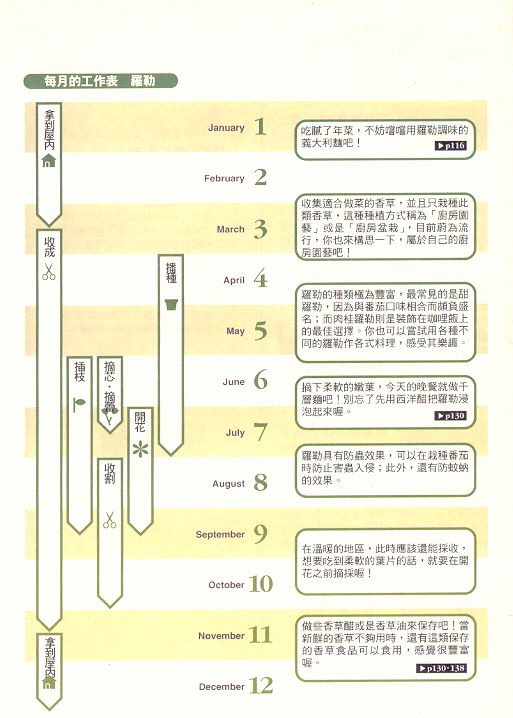 罗勒栽培