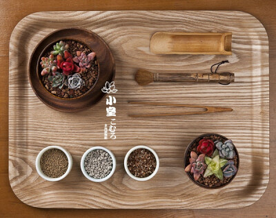 茶艺物品也能用于多肉植物的种植。