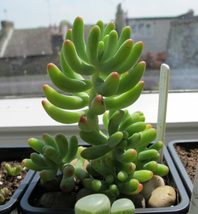 大美人【乙女心】【Sedum Pachyphyllum 】