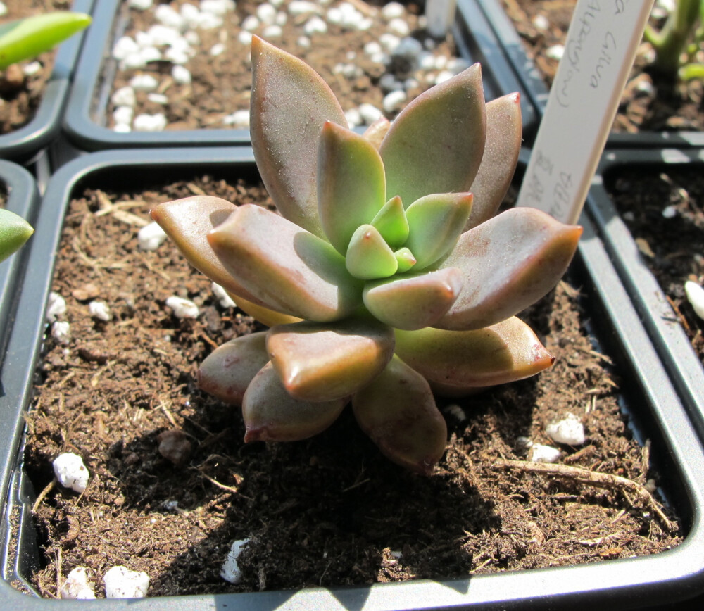 【姬胧月】【Graptosedum 'Alpenglow'】