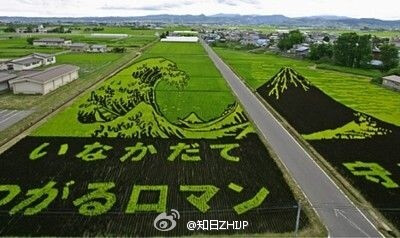 田舎館（稻田艺术）