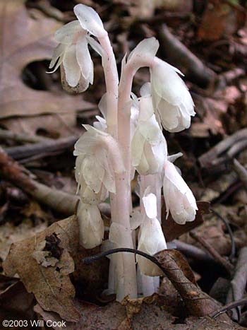 水晶兰 Monotropa 它们其实并不是兰花，而属于鹿蹄草科，有颜色或不透明的是水晶兰。