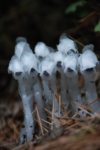 水晶兰 Monotropa 它们其实并不是兰花，而属于鹿蹄草科，有颜色或不透明的是水晶兰。