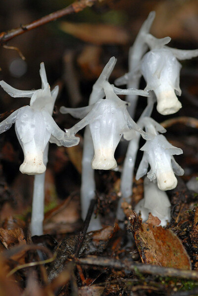 假水晶兰Cheilotheca 虽然名为兰，但它们其实并不是兰花，而属于鹿蹄草科，相比之下假水晶兰比水晶兰美丽得多，以至于大多数人以为它们是假的，这正是它们名称的由来，透明如同幽灵般的花朵。
