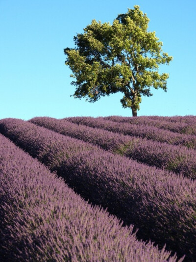 普罗旺斯（Provence）是古罗马的一个行省，现为法国东南部的一个地区，毗邻地中海，和意大利接壤。从阿尔卑斯山经里昂南流的隆河（Rhône），在普罗旺斯附近分为两大支流，然后注入地中海。