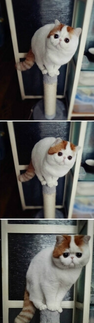 exotic shorthair