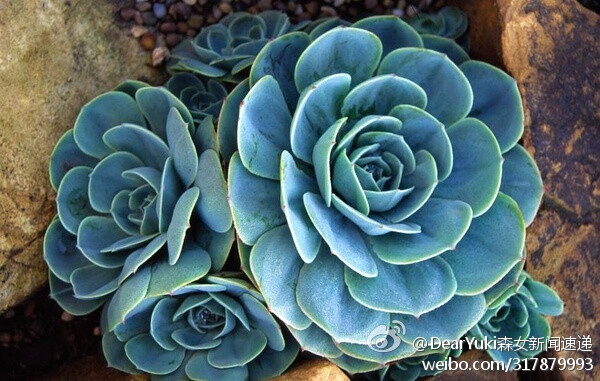 【玉蝶】 景天科拟石莲花属Echeveria secunda var. Glauca （图片来源Flickr）~