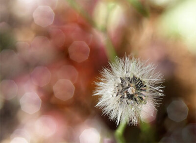 bokeh photography