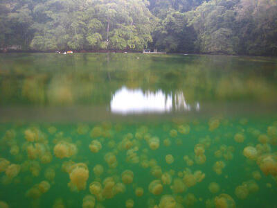 介紹帛琉絕對不能錯過的,就是舉世聞名,獨一無二的水母湖Jellyfish Lake，你可看到這群忙碌不息的水母,隨著陽光的方向移動著可愛的身軀,讓來到此的遊客無不嘖嘖稱奇大自然生命物種的奧妙j外也與這1400~1700萬隻的水母…