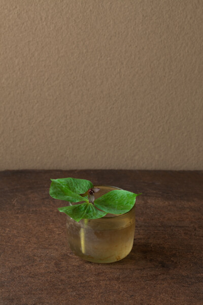 2012年5月23日（水） 静謐な深山の空気をまとったままです。 花＝延齢草（エンレイソウ） 器＝ローマングラス碗（ローマ時代）