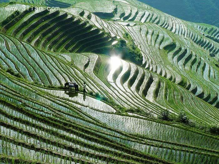 美丽梯田风景