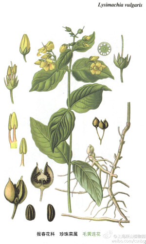 毛黄连花，报春花科，珍珠菜属，株高60-120厘米，具横走的根茎。花期7-8月；果期9月。生于沟边和芦苇地中，海拔500-700米。