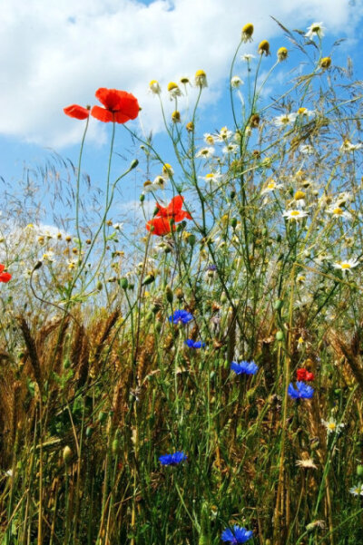 春暖花开，送你一个好心情。
