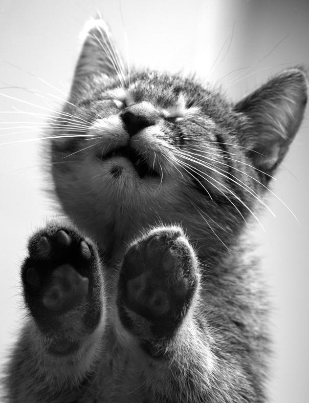 该睡觉了哦，晚安，喵星人！