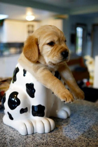 你认为偶是什么啊？