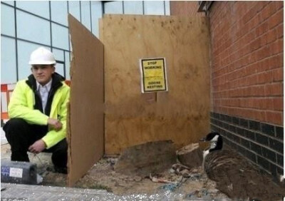 英国伯明翰一栋价值上百万英镑的大楼即将竣工，一只母鹅突然闯进工地，下了3个蛋，赖着不走了。建筑商不得不将工期推迟，以免打扰这位辛苦的母亲制造后代，工人还给母鹅搭一个“临时产房”，全天守护。木板上贴着黄…