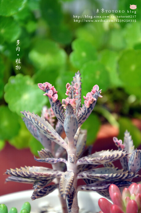 【花攒锦聚】--与多肉植物有关