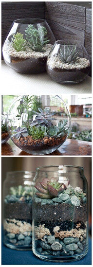 succulent terrariums