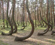 In a tiny corner of western Poland a forest of about 400 pine trees grow with a 90 degree bend at the base of their trunks - all bent northward. Surrounded by a larger forest of straight growing pine …