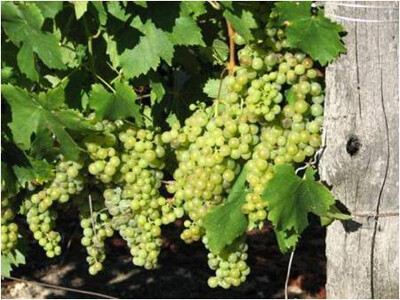 莫斯卡托(Moscato)是意大利最高贵的葡萄品种之一，在意大利十分常见，种植面积达到第四位。莫斯卡托应 莫斯卡托[1]该算皮埃蒙特(Piemonte)最著名的白葡萄品种了，是阿斯蒂莫斯卡托(Moscato d’ Asti DOCG)和阿斯蒂…