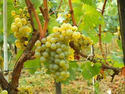 白诗南-Chenin Blanc 白诗南，起源于法国卢瓦尔河谷(Loire)的白葡萄品种，在当地常被称为Pineau或Pineau de la Loire。所酿的葡萄酒从干型到甜型种类较多，风格各异，也可用于酿制起泡葡萄酒，或与其它葡萄混合制酒…