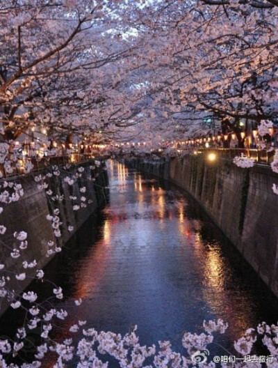 东京 目黑川 夜樱