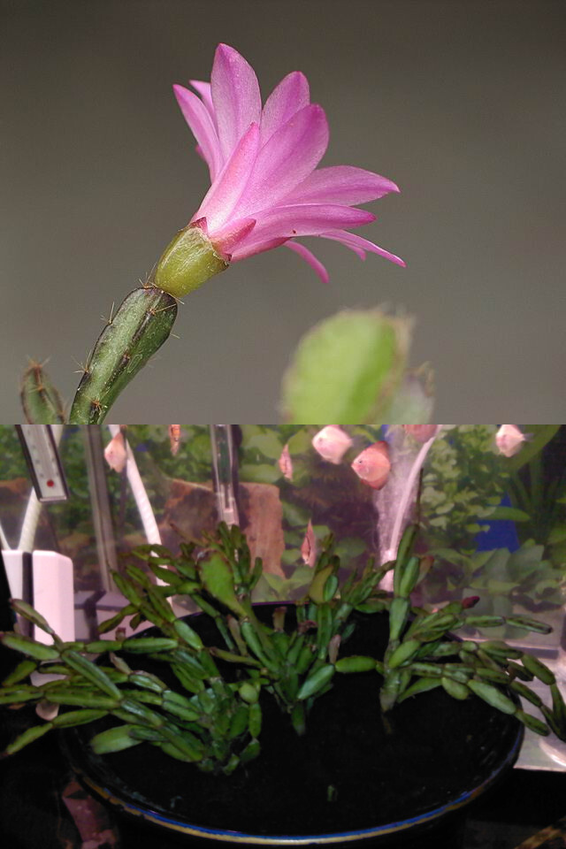 落花之舞，假昙花属附生植物，株高２５～３０厘米，植株多分枝，呈丛状生长，肥厚多肉的茎节呈半直立状态，长２～４厘米，形态富于变化，或具３～５棱；或仅２棱，呈扁平状；或呈不规则棱角状。一般规律是下部茎节棱多，接近柱状，上部茎节扁平，类似蟹爪兰。茎节的棱缘上具刺座，刺座上长有短绵毛和少数早落的刚毛?；ǘド?，直径３～４厘米，呈辐射对称状，粉红色至玫瑰红色，具清香。