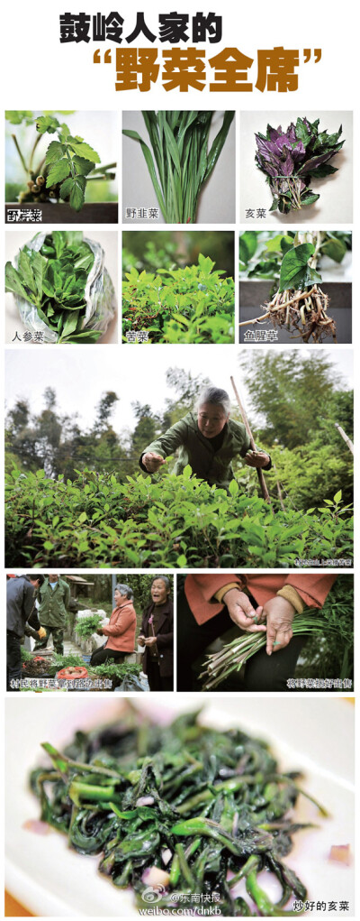 【鼓岭人家的“野菜全席”】眼下野菜正当季，一些老福州人喜欢到鼓岭走一趟，带点野菜回去。鼓岭的野菜约有六七种，炒紫背天葵时加些老酒、亥菜混着鸡蛋一起炒、苦菜用来做汤等等，一口一个清新，光想想，都让人直流…