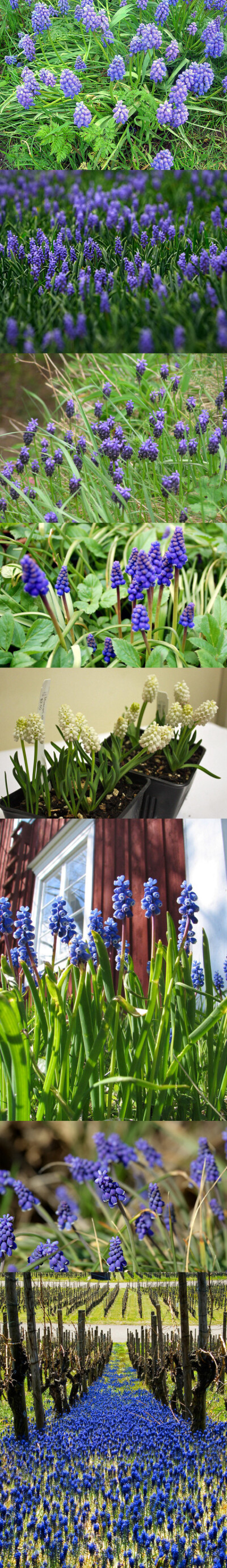 麝香兰 grape-hyacinth 百合科麝香兰属多年生小球根植物，约50种。原产于地中海地区。多数品种的花密集簇生於无叶花葶顶端，呈花坛状，颜色有蓝色、白色或粉红色。部分种有麝香味。春天开花，常被栽培为花园…