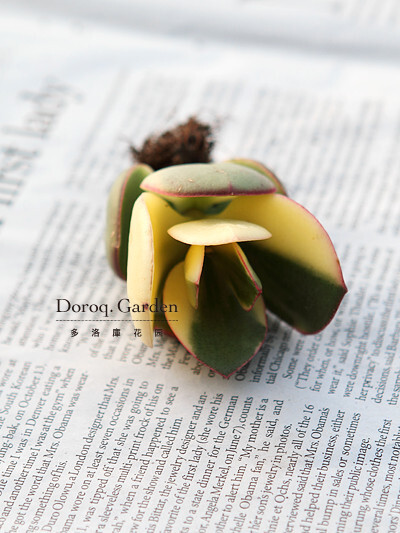 景天科青锁龙属【新花月锦】Crassula obliqua f. variegata 柠檬黄色的锦斑镶上一圈红边，在绿色叶片的衬托下更显亮丽夺目。生长季节，土干透了再浇水，保持充足光照。夏季避免暴晒，需放在通风良好的环境中养护，并减少浇水，保持盆土微湿。冬季在室内向阳处养护。