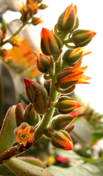 绒毛掌（Echeveria pulvinata），金晃星，锦晃星。