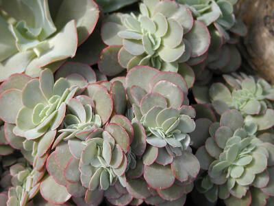 高砂之翁缀化（Echeveria sp. cv. takasagonookina）